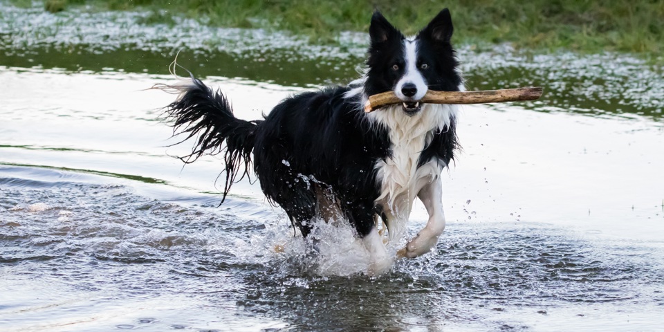 Dog In Water