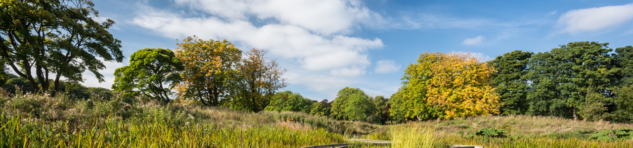 bridge within long grass