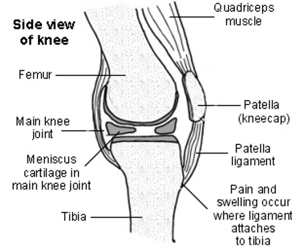 Diagram of the knee